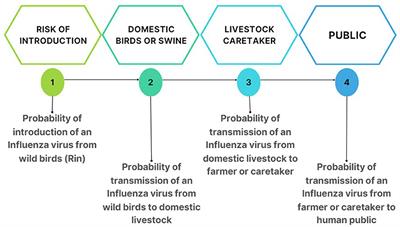 Modeling transmission of avian influenza viruses at the human-animal-environment interface in Cuba